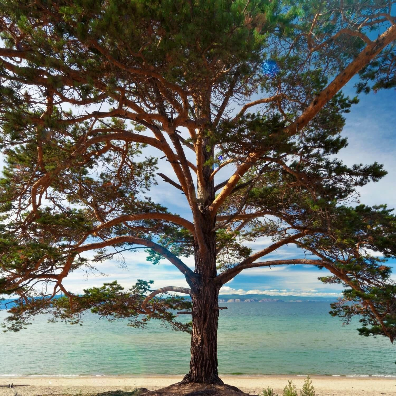 Pine