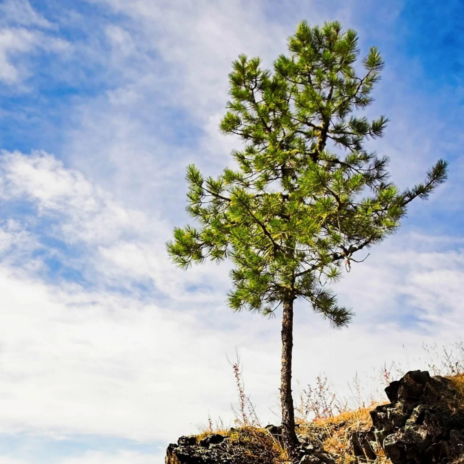 Pine