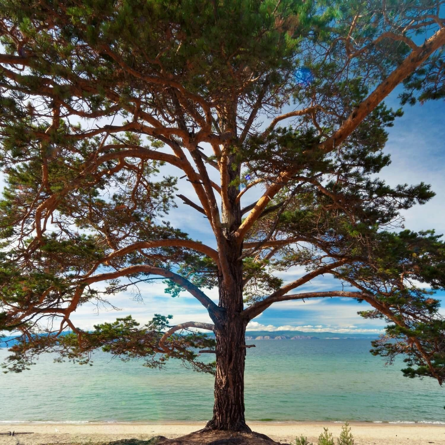 Pine